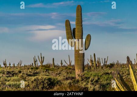 saguaro or sahuaro (Carnegiea gigantea) and pithaya. Typical columnar cactus from the Sonoran Desert, Mexico. monotípicoc is a species of greater size Stock Photo