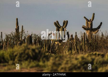 saguaro or sahuaro (Carnegiea gigantea) and pithaya. Typical columnar cactus from the Sonoran Desert, Mexico. monotípicoc is a species of greater size Stock Photo