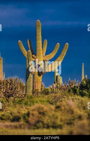 saguaro or sahuaro (Carnegiea gigantea) and pithaya. Typical columnar cactus from the Sonoran Desert, Mexico. monotípicoc is a species of greater size Stock Photo