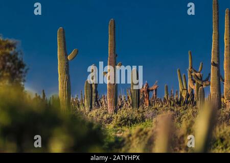 saguaro or sahuaro (Carnegiea gigantea) and pithaya. Typical columnar cactus from the Sonoran Desert, Mexico. monotípicoc is a species of greater size Stock Photo