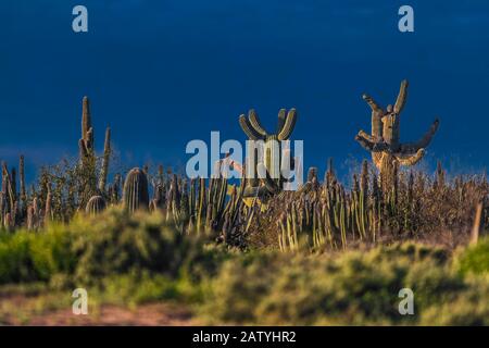 saguaro or sahuaro (Carnegiea gigantea) and pithaya. Typical columnar cactus from the Sonoran Desert, Mexico. monotípicoc is a species of greater size Stock Photo