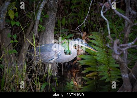 A Great Blue Heron forages for a snack at Shark Valley in Everglades National Park. Stock Photo