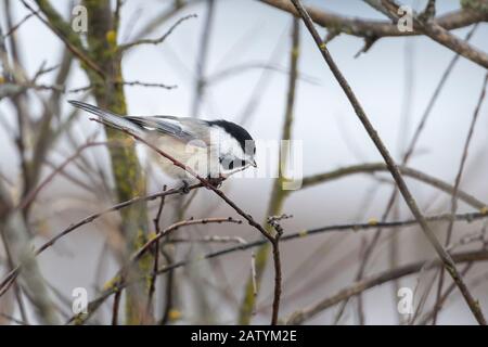 A small black capped chickadee is perched on a small twig in Hauser, Idaho. Stock Photo