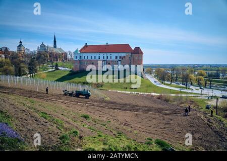 Beautiful panoramic aerial drone view to the Sandomierz Royal Castle - planting vines in the vineyard of St. Jakub - near the monastery and Church of Stock Photo