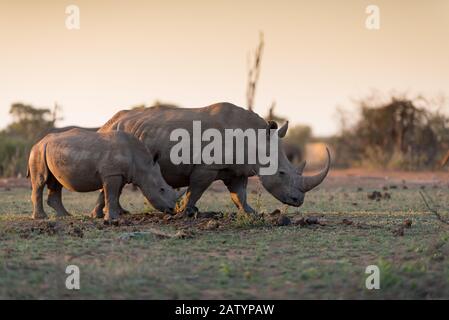 White Rhino in the wilderness Stock Photo