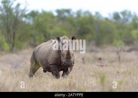 White Rhino in the wilderness Stock Photo