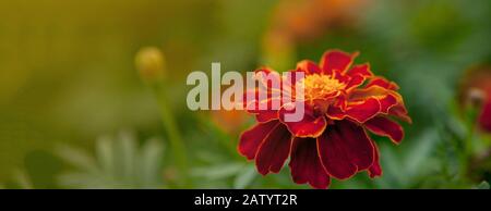 Close up of beautiful Marigold flower Tagetes erecta, Mexican, Aztec or African marigold in the garden. Macro of marigold in flower bed sunny day Stock Photo