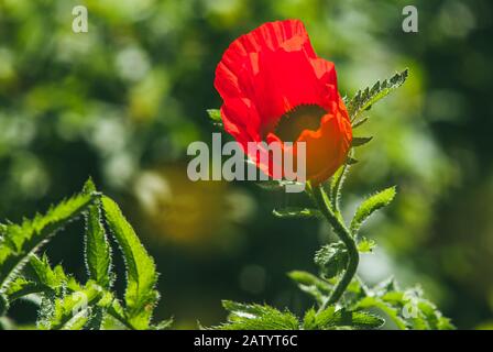 beautiful bright red poppies on a green background. Selective focus macro shot with shallow DOF Stock Photo