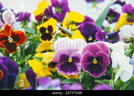 mixed pansies in gardcolorful and bright flowers pansies in the spring gardenen. Selective focus macro shot with shallow DOF Stock Photo