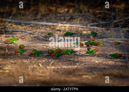 Lilians Lovebird - Agapornis lilianae also known as the Nyasa lovebird, is a small African parrot species of the lovebird genus. It is mainly green an Stock Photo