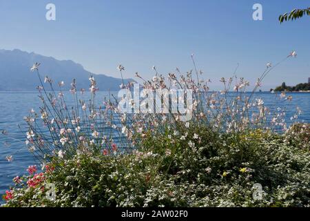 Montreux - Lake Geneva Montreux is a municipality and a Swiss town on the shoreline of Lake Geneva at the foot of the Alps. It belongs to the district Stock Photo