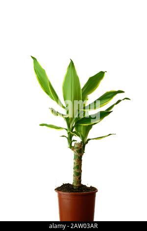 Houseplant - dracena steudneri stemm a potted plant isolated over white. Stock Photo
