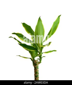 Houseplant - dracena steudneri stemm a potted plant isolated over white. Stock Photo