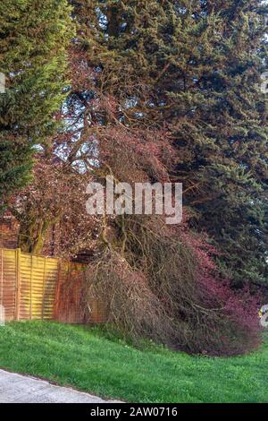 Tree foliage cascading over a wooden garden fence, London, England, UK. Stock Photo
