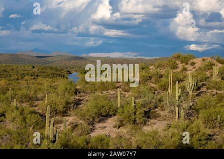 Sonoran desert landscape with saguaro cactus and clouds. Salt River Recreation Area. Mesa, Arizona.