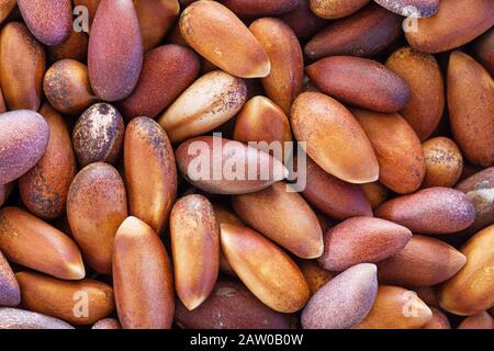 macro image of pine nut seeds in their shells Stock Photo