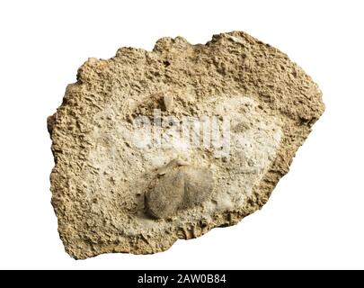brachiopod fossil embedded in a rock isolated on white Stock Photo