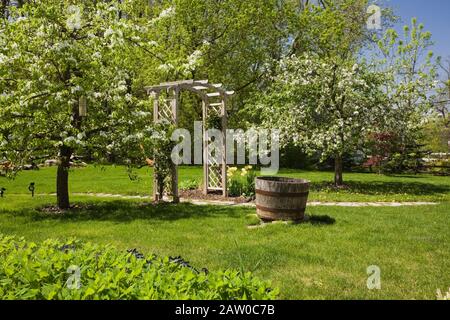 Flagstone path through wooden arbour between two Malus domestica - Apple trees in bloom in rustic backyard garden in spring Stock Photo