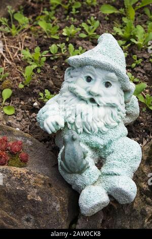 Close-up of a small turquoise garden gnome statuette and Sedum - Stonecrops in border in backyard country garden in spring Stock Photo