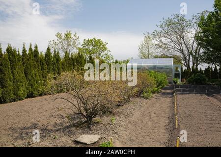 Greenhouse and raked vegetable garden plot with small trees bordered by row of Thuja occidentalis 'Smaragd' - pyramidal Cedar trees in backyard garden Stock Photo