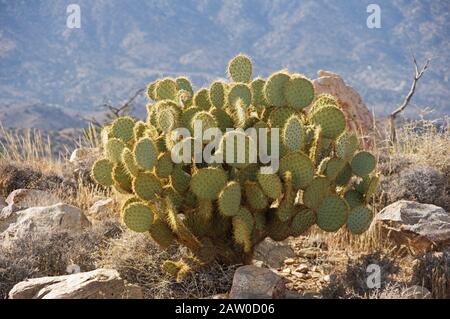 prickly pear cactus growing in the desert