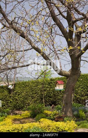 Birdhouses hanging from deciduous trees underplanted with Lysimachia nummularia ‘Aurea’ -  Golden Creeping ‘Jenny’ in backyard country garden Stock Photo
