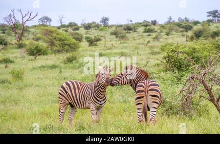 Two zebras interacting isolated on the African savanna image in horizontal format with copy space