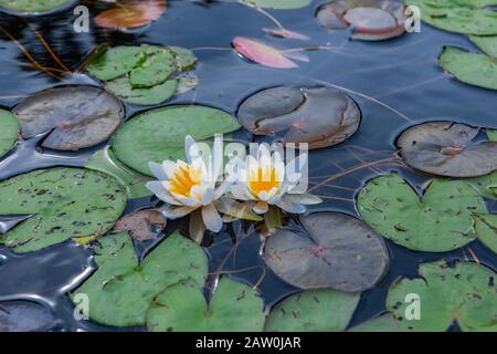 Two beautiful white waterlilies with yellow center and leaves floating on lake with reflection in lake of Northern Quebec, Canada Stock Photo