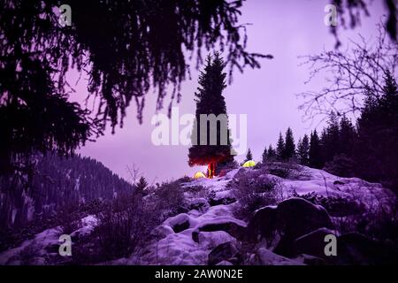Man with headlamp near big spruce and glowing orange tent in the mountains under purple winter night. Stock Photo