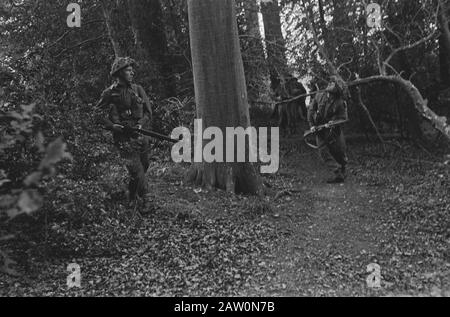 Nederlands: Netherlands Brigade Manoeuvres. A detachment of Dutch troops recently held extensive manoeuvres somewhere in England. Special emphasis was laid on the art of camouflage and sniping from hidden positions. There may be a sniper up in that tree [Oefeningen Prinses Irene Brigade. Er kan een sluipschutter in die boom zitten]; Nederlands: Netherlands Brigade Manoeuvres. A detachment of Dutch troops recently held extensive manoeuvres somewhere in England. Special emphasis was laid on the art of camouflage and sniping from hidden positions. There may be a sniper up in that tree [Oefeningen Stock Photo