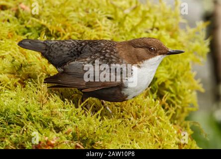 White-throated Dipper (Cinclus cinclus) adult perched in the moss, Spain Stock Photo
