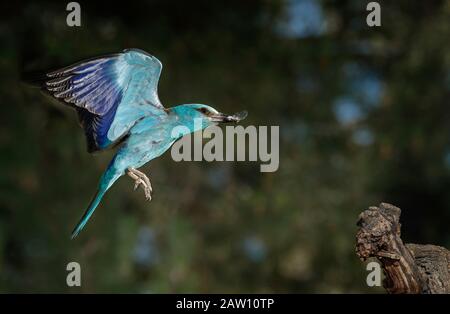 European roller (Coracias garrulus) flying with prey, Spain Stock Photo