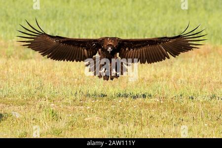Cinereous Vulture (Aegypius monachus), Spain Stock Photo