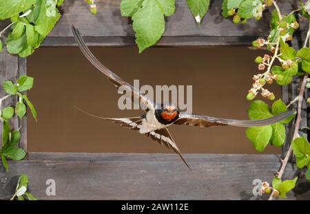 Barn Swallow (Hirundo rustica) flying through a window, Spain Stock Photo