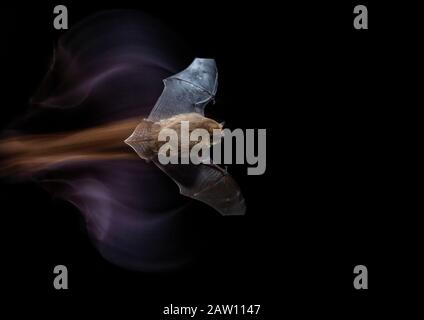 Common pipistrelle (Pipistrellus pipistrellus) flying at night, Spain Stock Photo