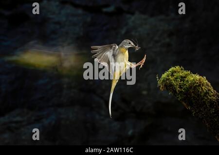 Adult Grey Wagtail (Motacilla cinerea) in flight, Spain Stock Photo