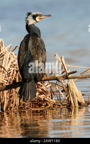 Great Cormorant (Phalacrocorax carbo), Salamanca, Castilla y León, Spain Stock Photo