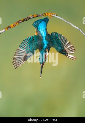 Common Kingfisher (Alcedo atthis) diving, Salamanca, Spain Stock Photo