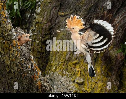 Eurasian Hoopoe (Upupa epops) parent feeding chick in nest cavity, Spain Stock Photo