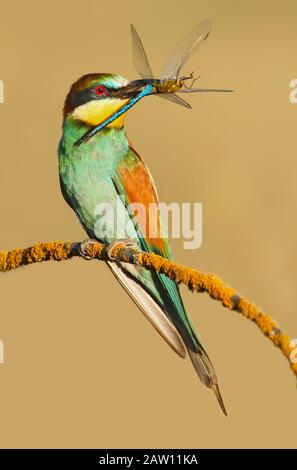 European Bee-eater (Merops apiaster) with prey, Salamanca, Castilla y Leon, Spain Stock Photo