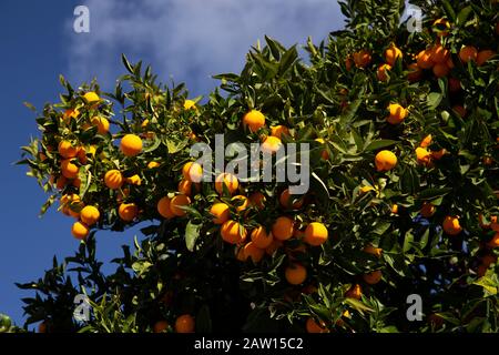Orange tree at Santiago del Teide, Tenerife, Canary Islands Stock Photo
