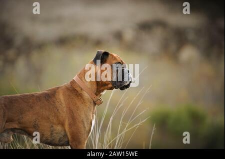 Boxer dog outdoor portrait Stock Photo