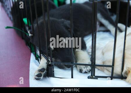 The dog drinks water . Stray puppies in a cage. Dog shelter. The animal is behind bars. Homeless puppies. Small black, brown and white Dogs behind Stock Photo