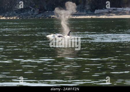 killer whales on the coasts of Vancouver island in Canada Stock Photo