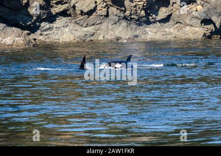 killer whales on the coasts of Vancouver island in Canada Stock Photo