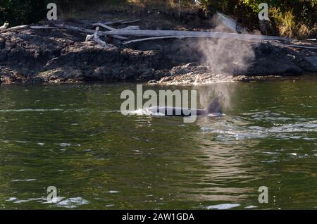 killer whales on the coasts of Vancouver island in Canada Stock Photo