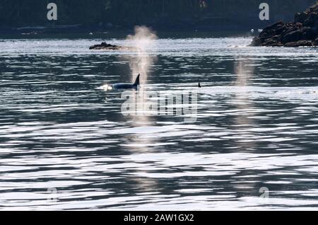 killer whales on the coasts of Vancouver island in Canada Stock Photo