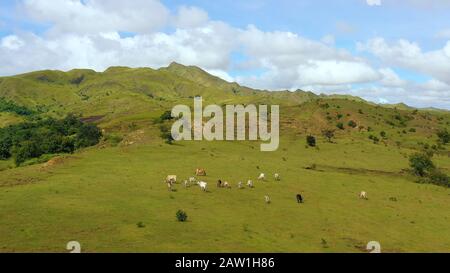 Cows graze in the mountain meadows. Green hills and blue sky with clouds. Beautiful landscape on the island of Luzon, aerial view. Stock Photo