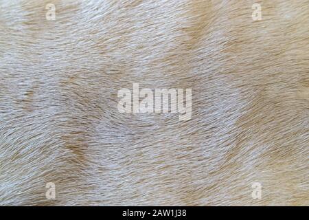 natural soft and silky light gray mink fur texture closeup Stock Photo