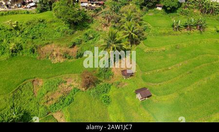 Rice terrace in Cordillera mountains, Luzon, Philippines. Growing rice in highlands, top view. Stock Photo